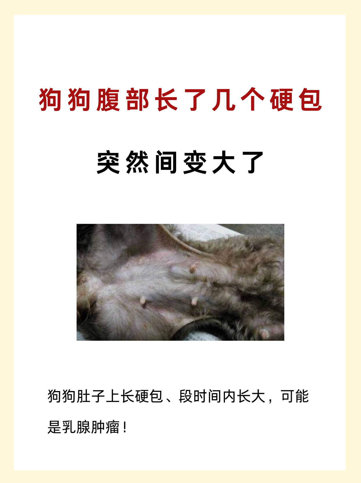 狗狗腹部长了几个硬包,突然间变大了 狗狗肚子上长硬包,段时间内长大