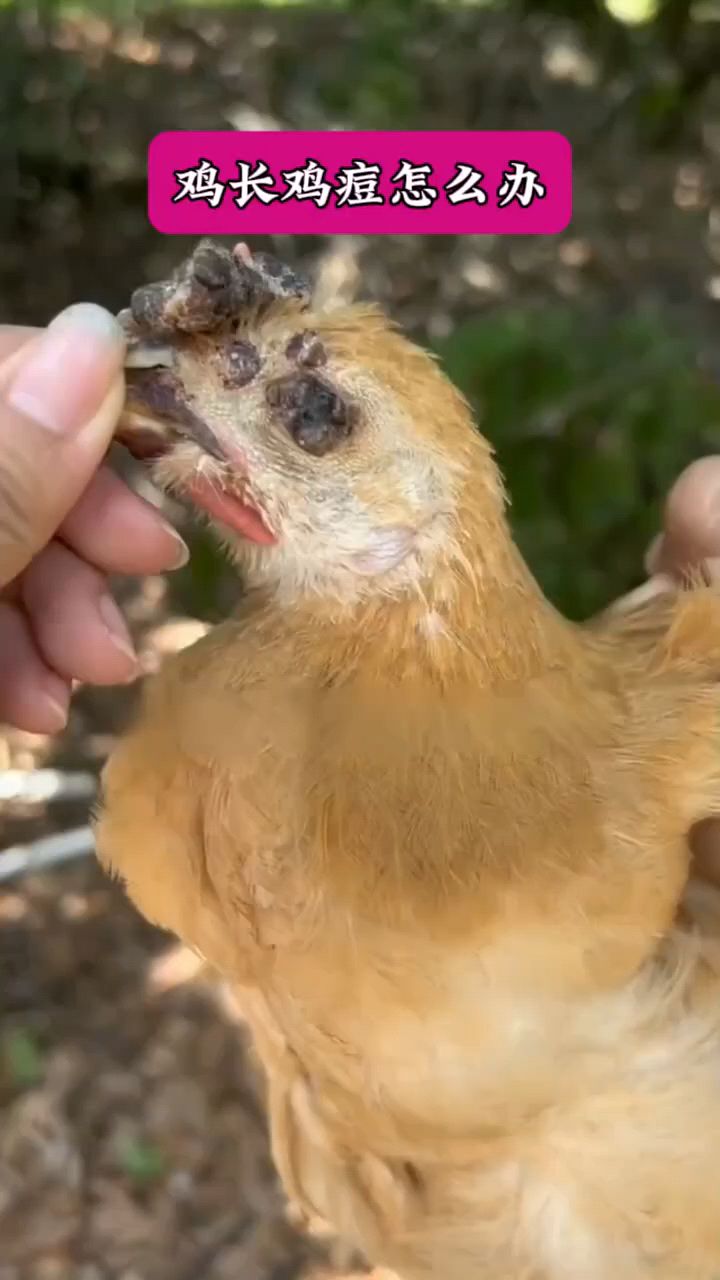 鸡长了很多鸡痘怎么办?