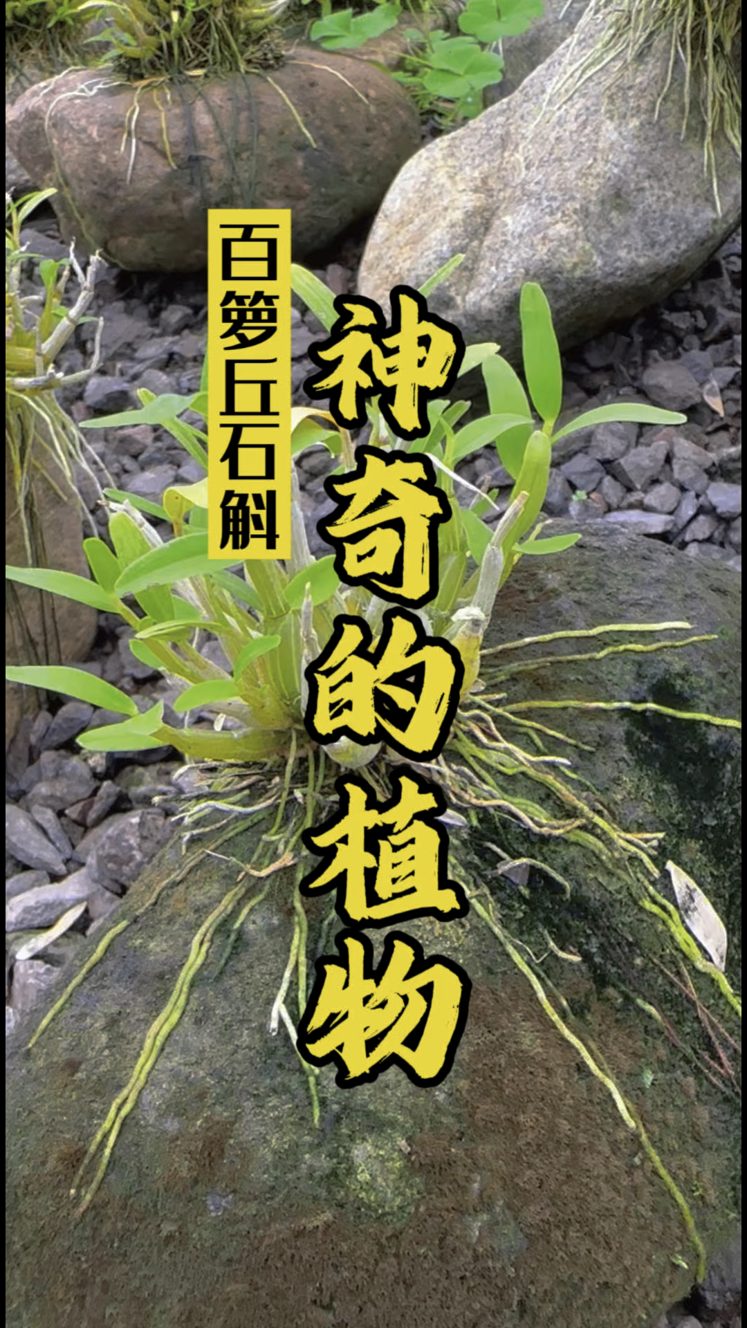 霍山石斛好不好,看它生长环境就知道#米斛 #石斛鲜条 #龙头凤尾