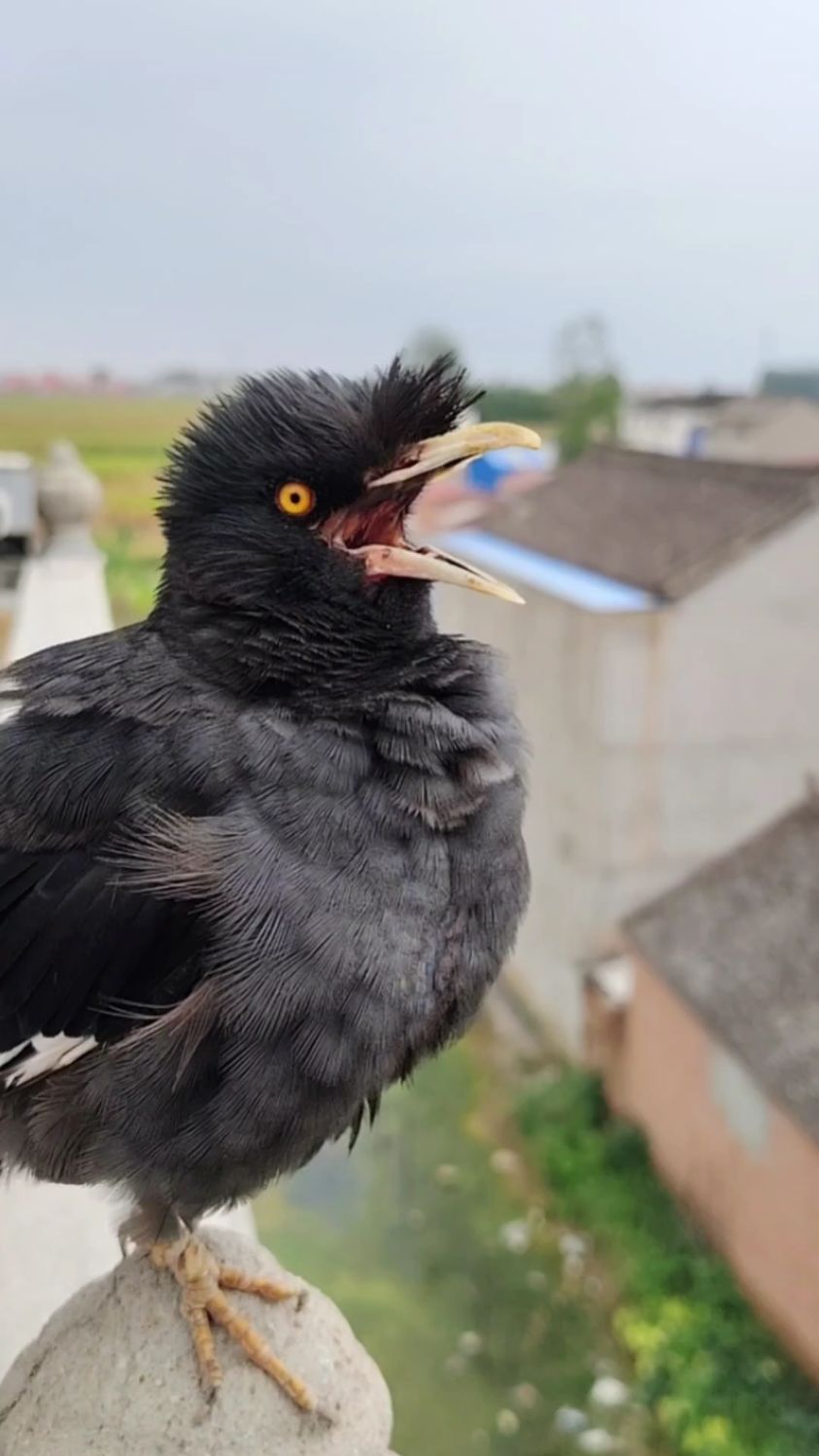 八哥小鸟户外表演唱歌:五星红旗迎风飘扬 教它做一只爱国鸟