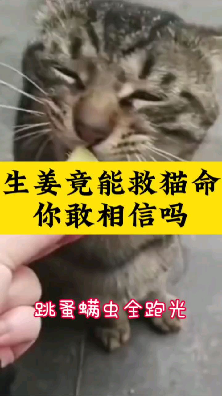 猫猫姜图片药用价值图片