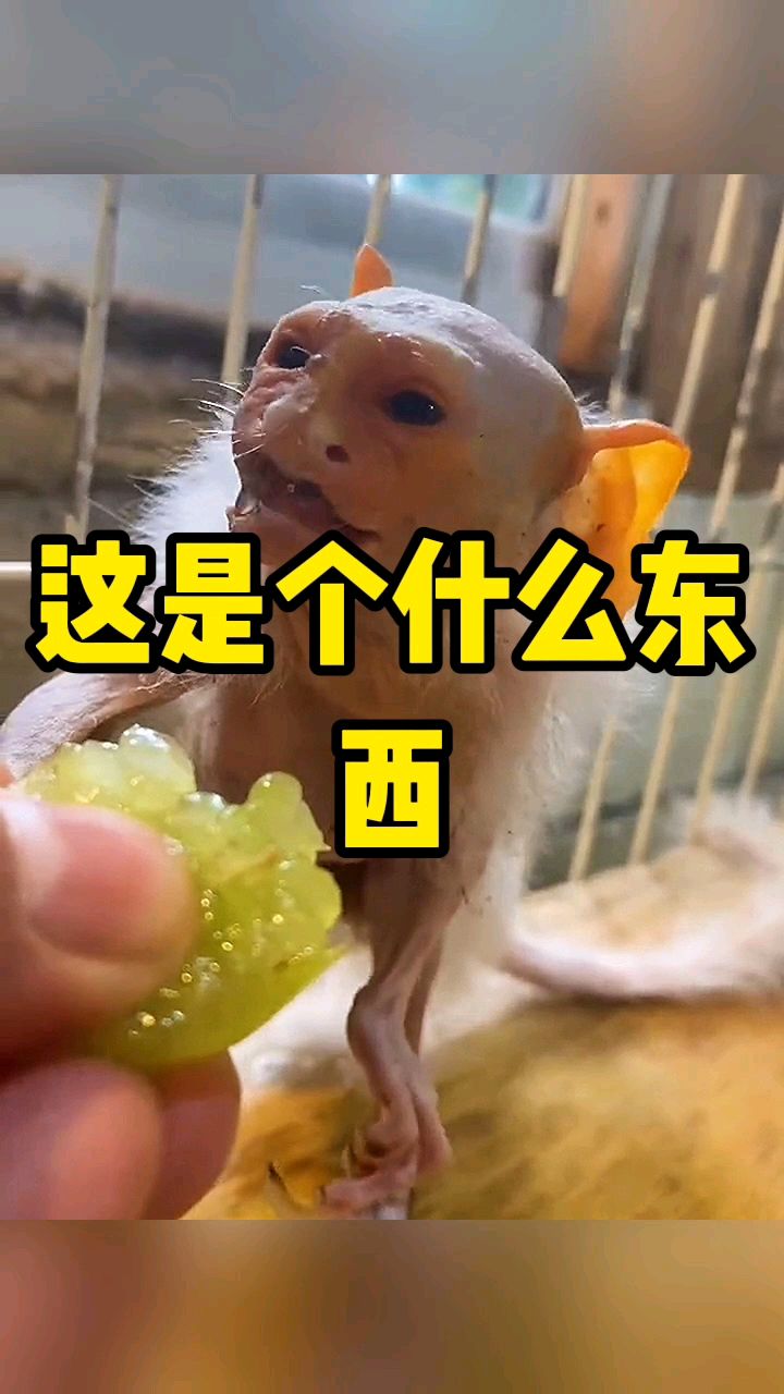 慎得慌图片