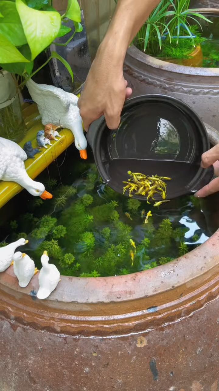 鱼缸日常清洁换水,让鱼儿更健康