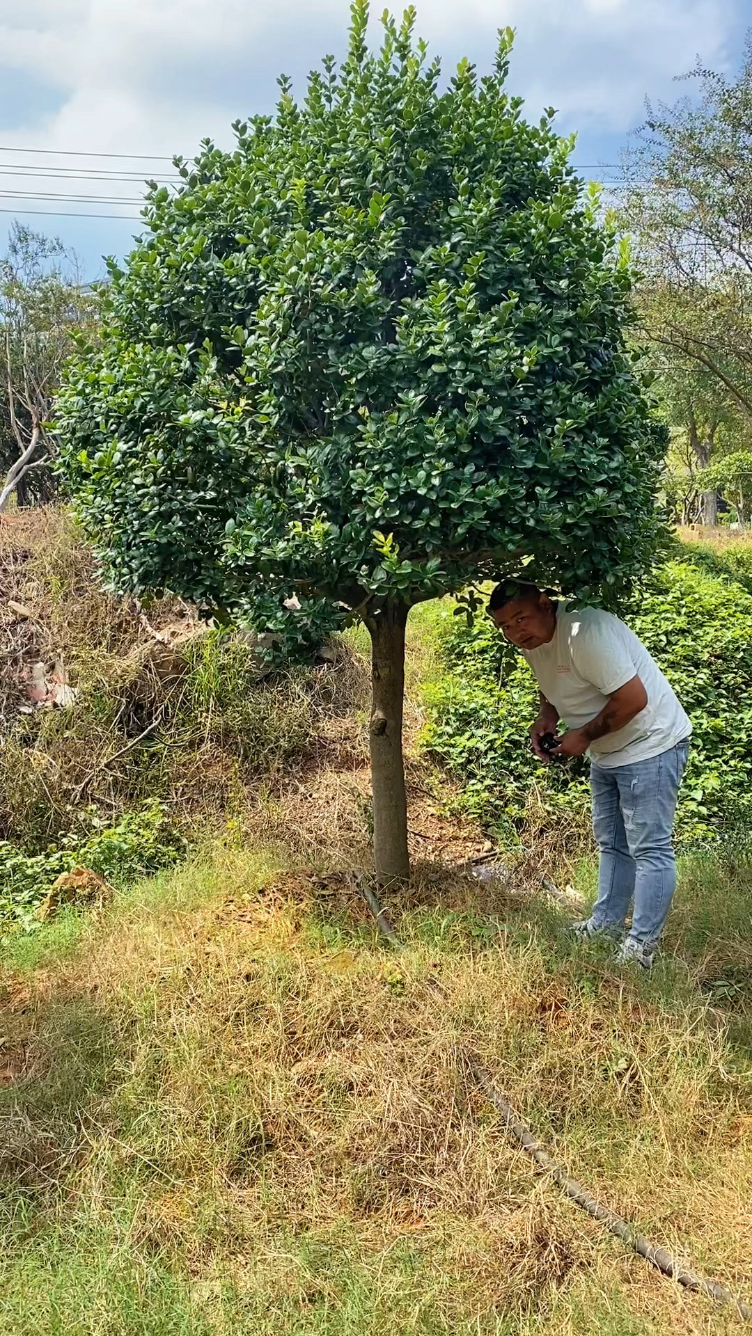 庭院造型树金玉满堂