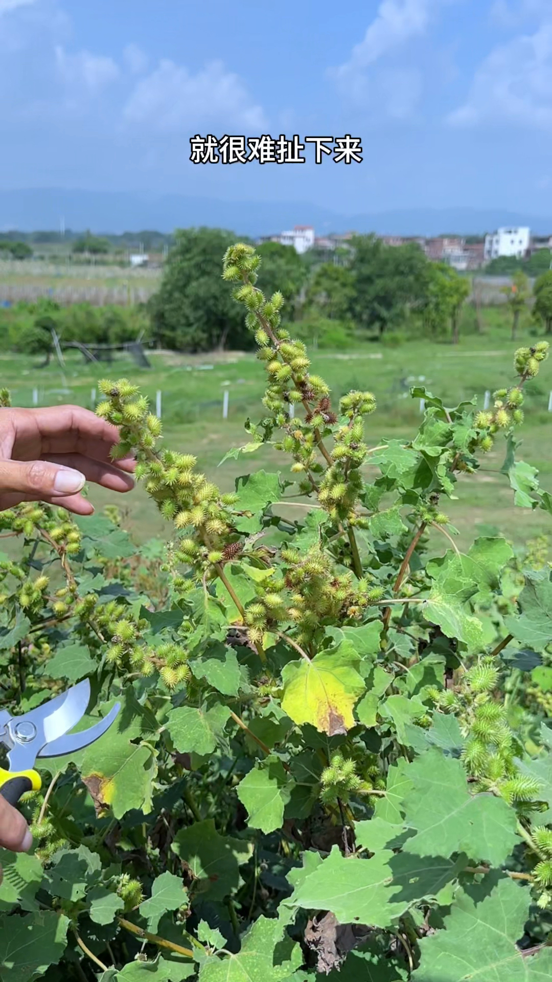 长满尖刺的苍耳子,你认识吗?在农村小时候经常见到它