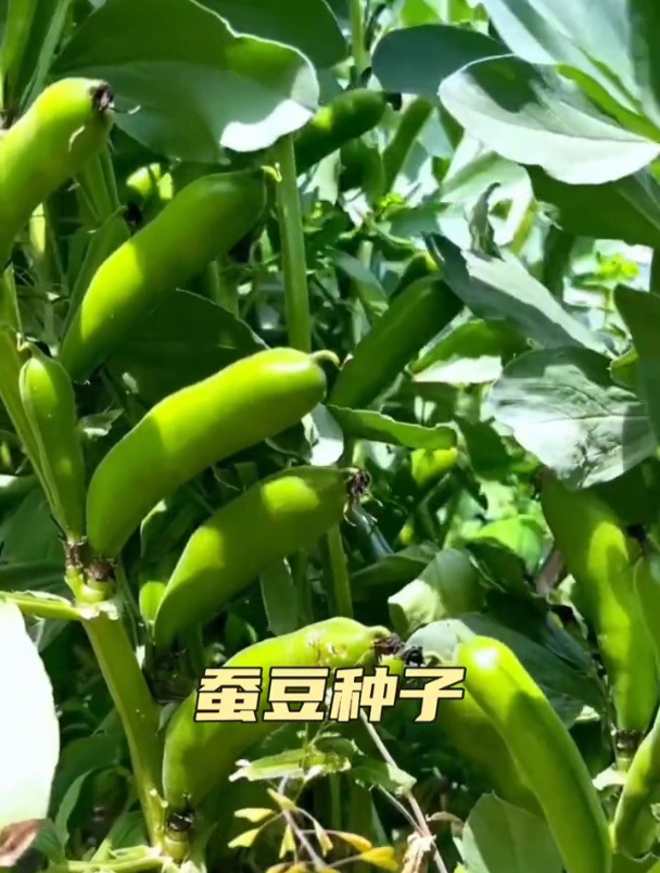 罗汉豆成熟图片