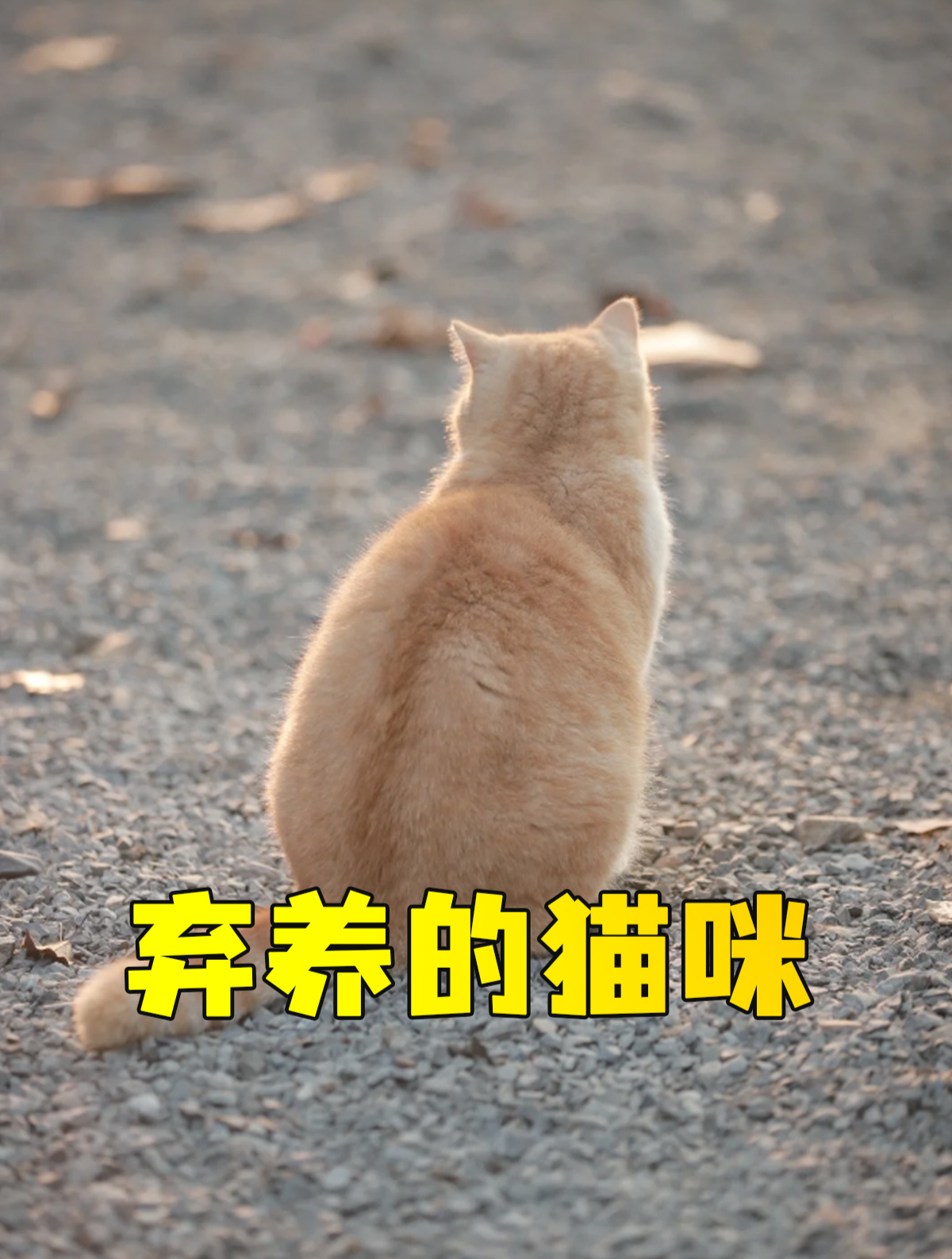 弃养猫咪图片