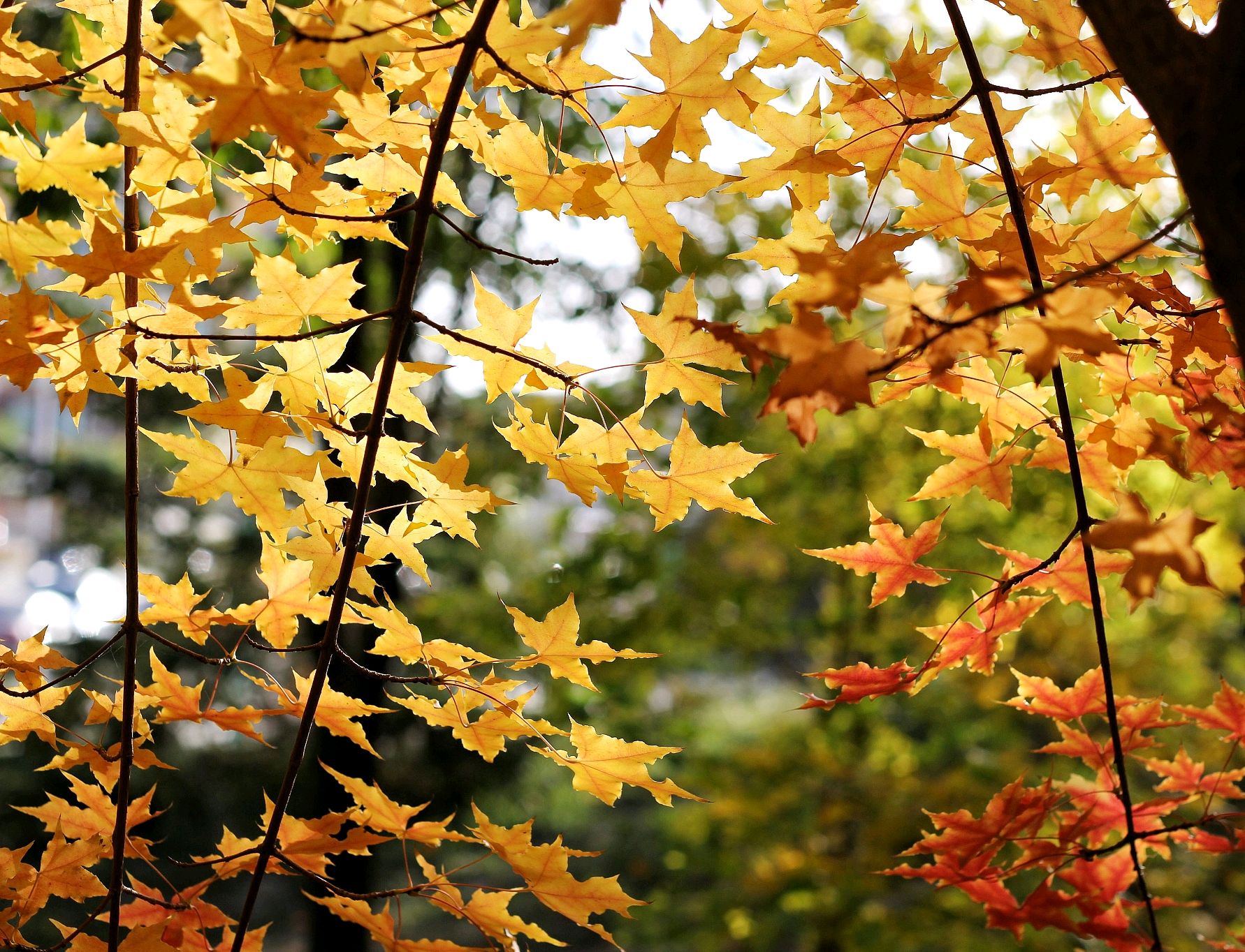 梧桐树缓缓铺开绚烂多彩的画卷,愿你每天奔走在自己的热爱里