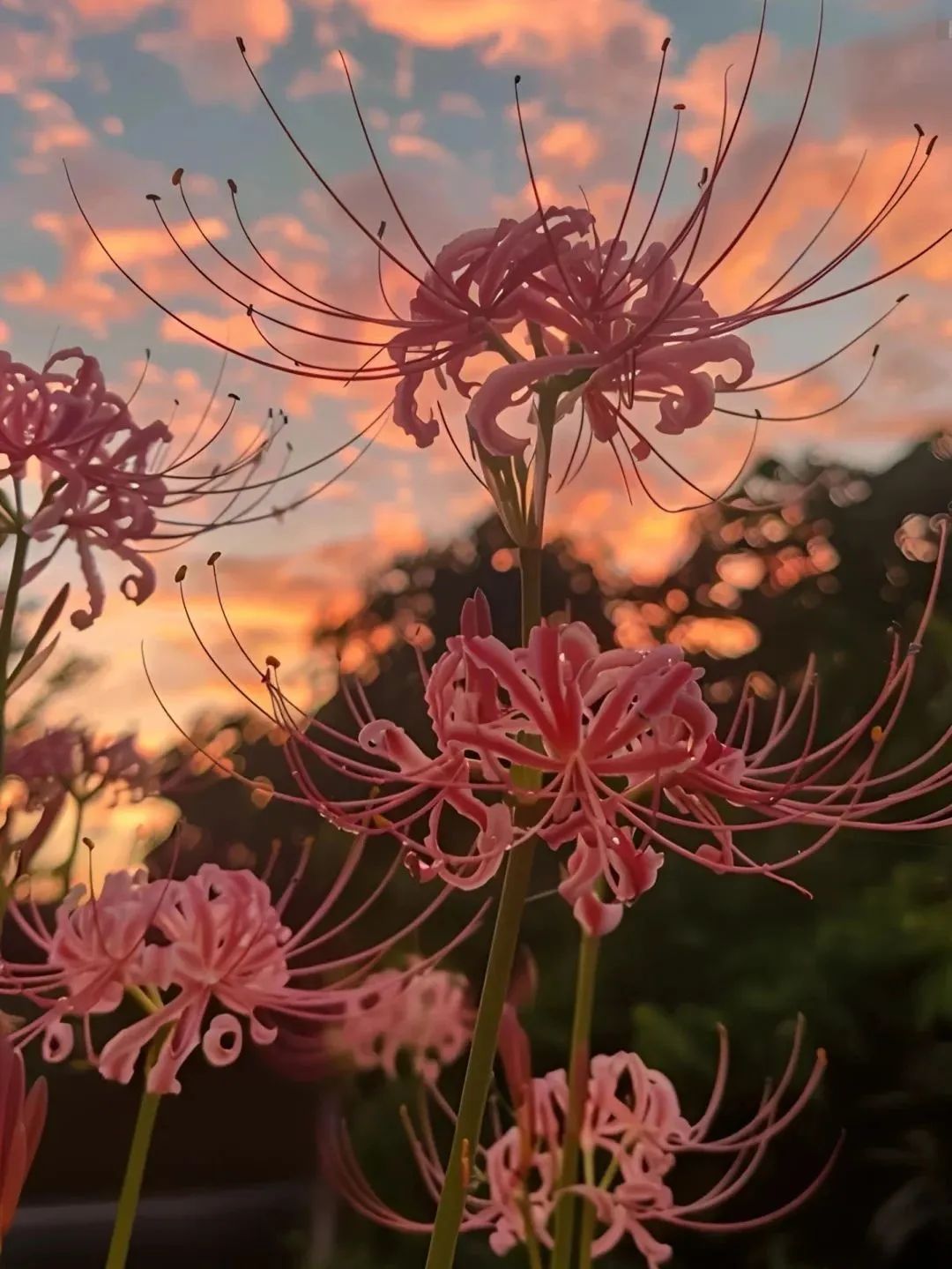 彼岸花气味图片