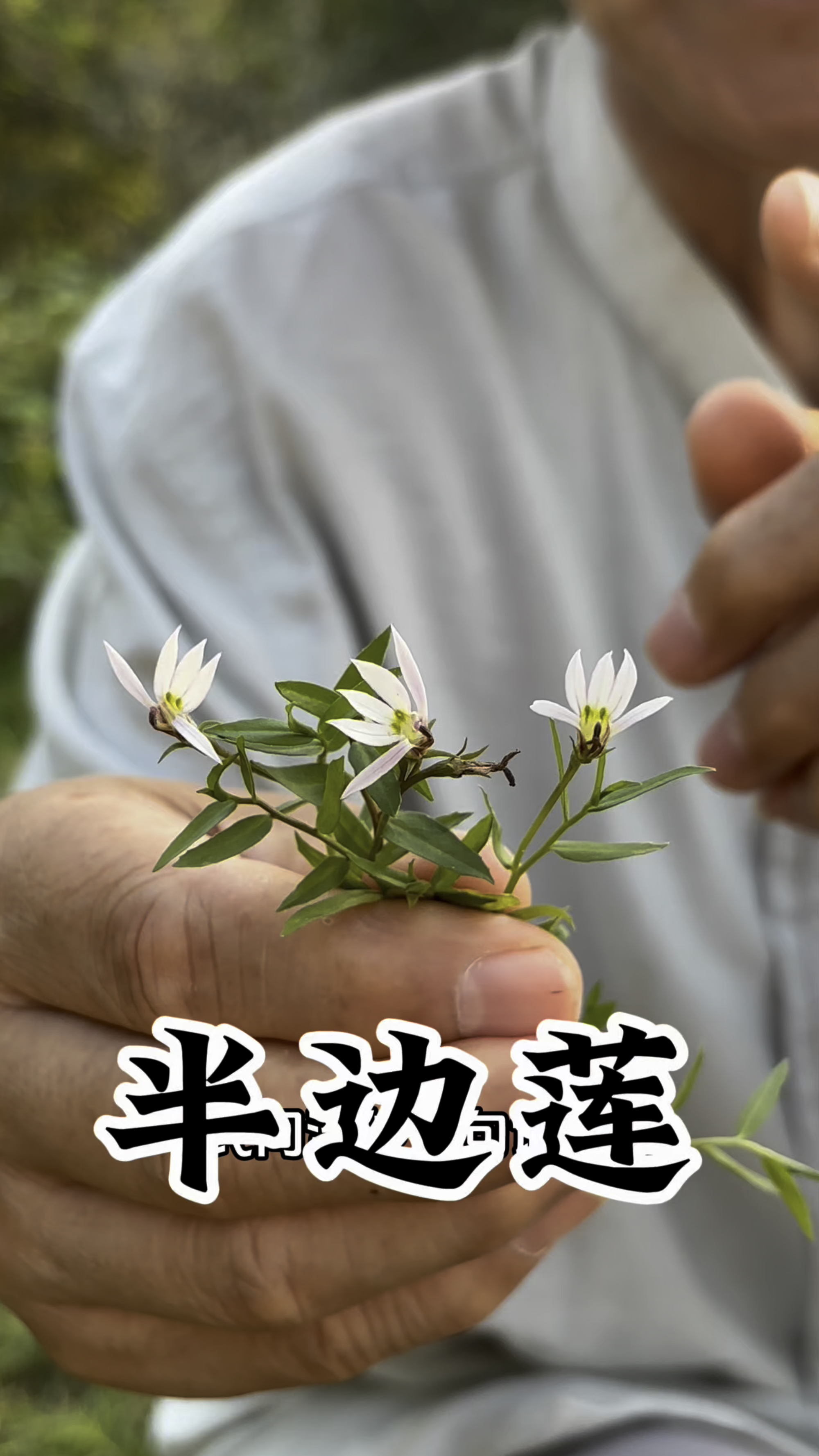 半边莲:只开半边的草药,农村常见,它的故事你知道吗