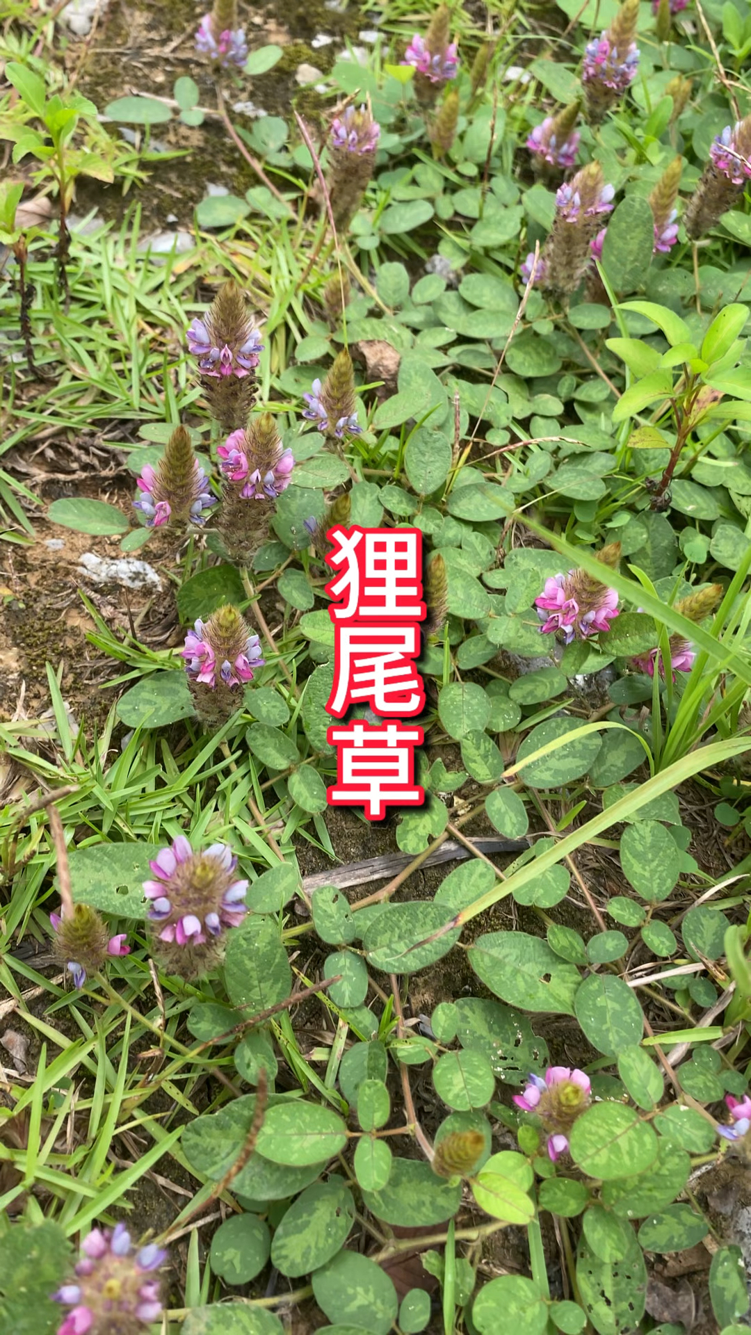 鲤鱼尾草中药的图片图片