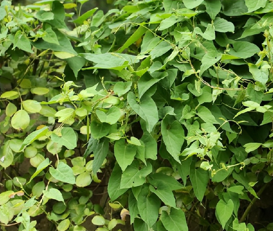 夜交藤:中医药中的心灵守护者与经络疏通珍品