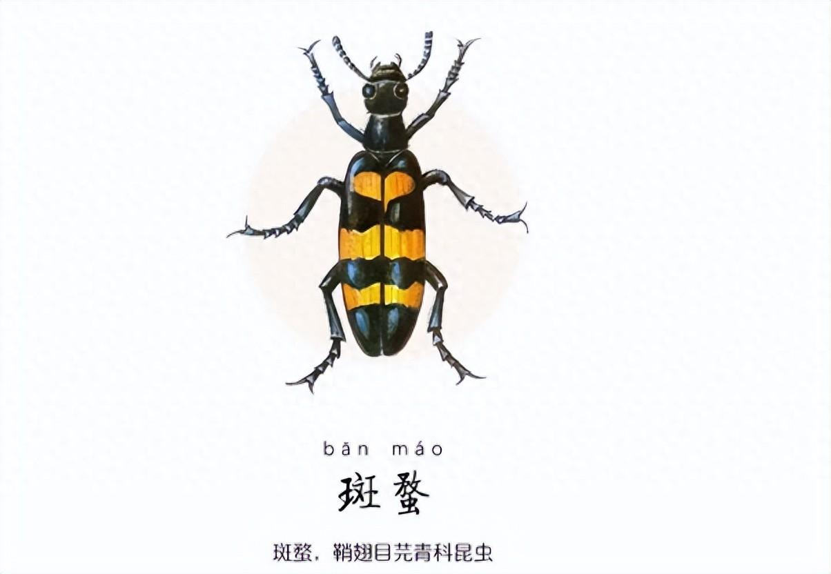 抗癌虫药——斑蝥,以毒攻毒,大毒治大病!中医智慧不可忽视