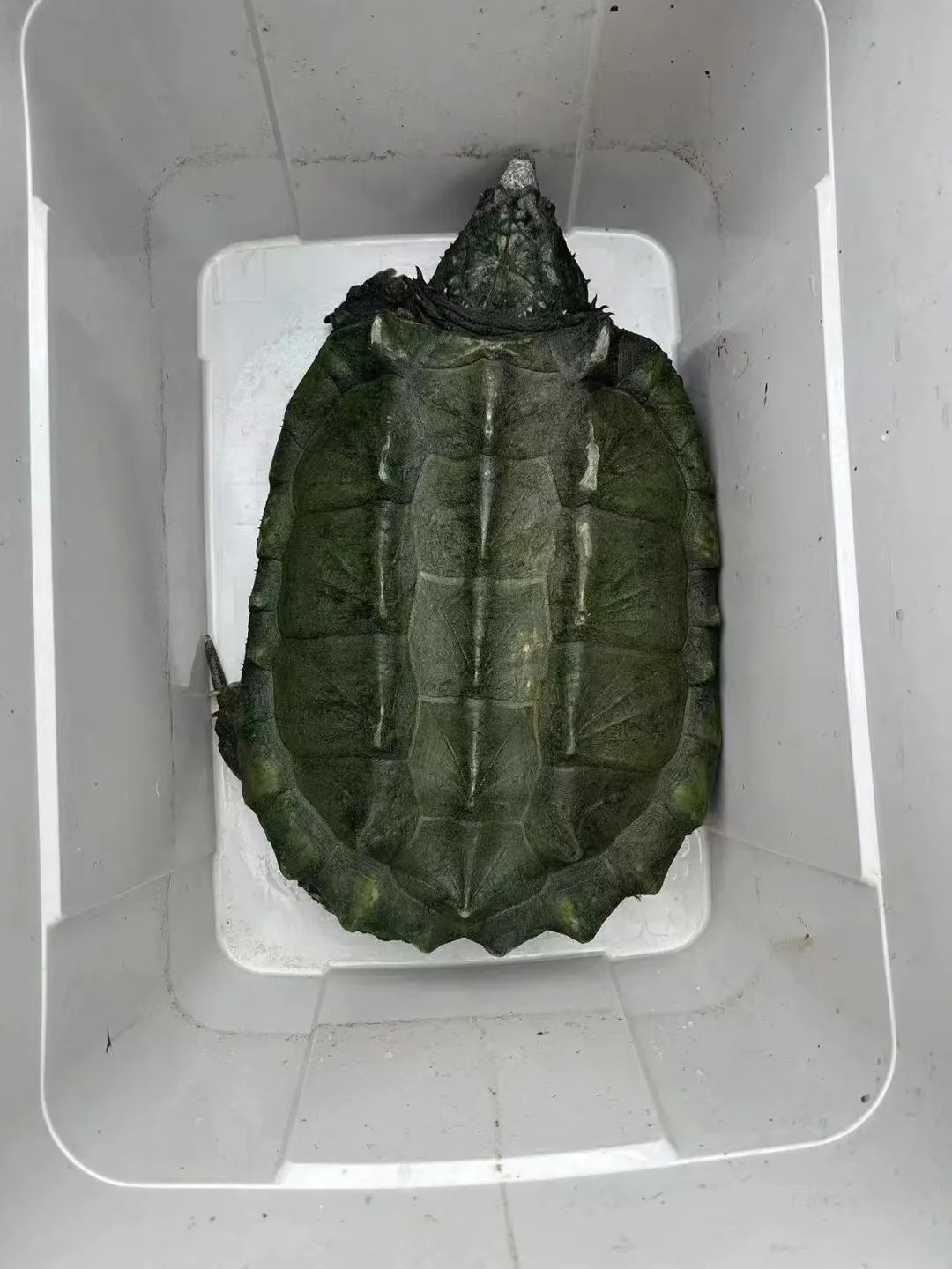 而是一只体型庞大头比拳头还大龟壳上覆盖着厚厚青苔的鳄龟这