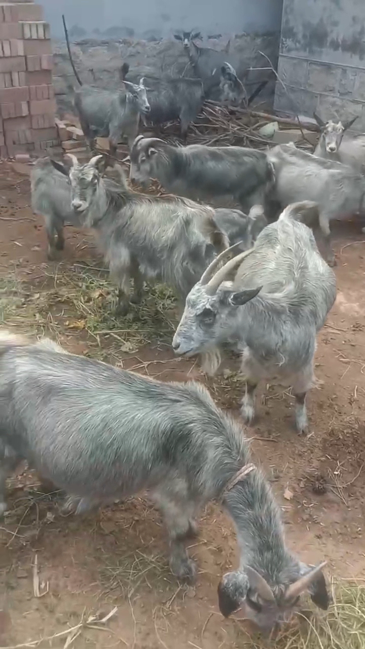 农村家庭养殖青山羊弘扬民间文化