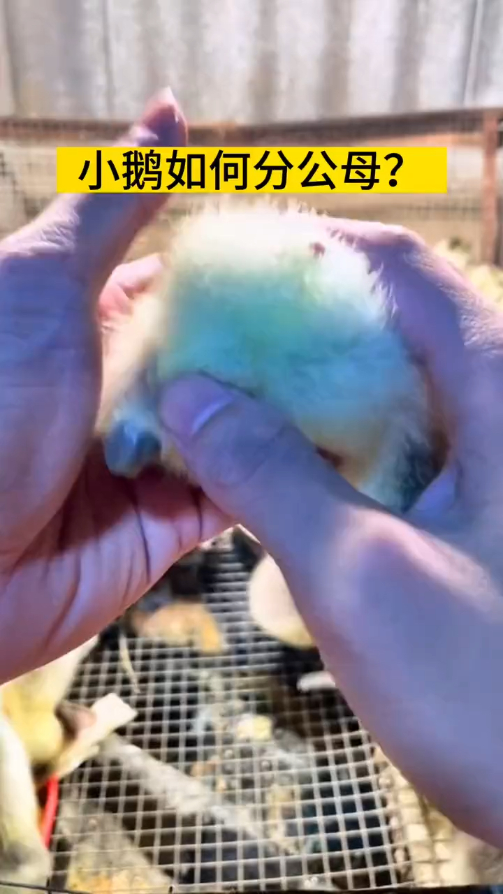 小鹅分公母,一个视频教会你