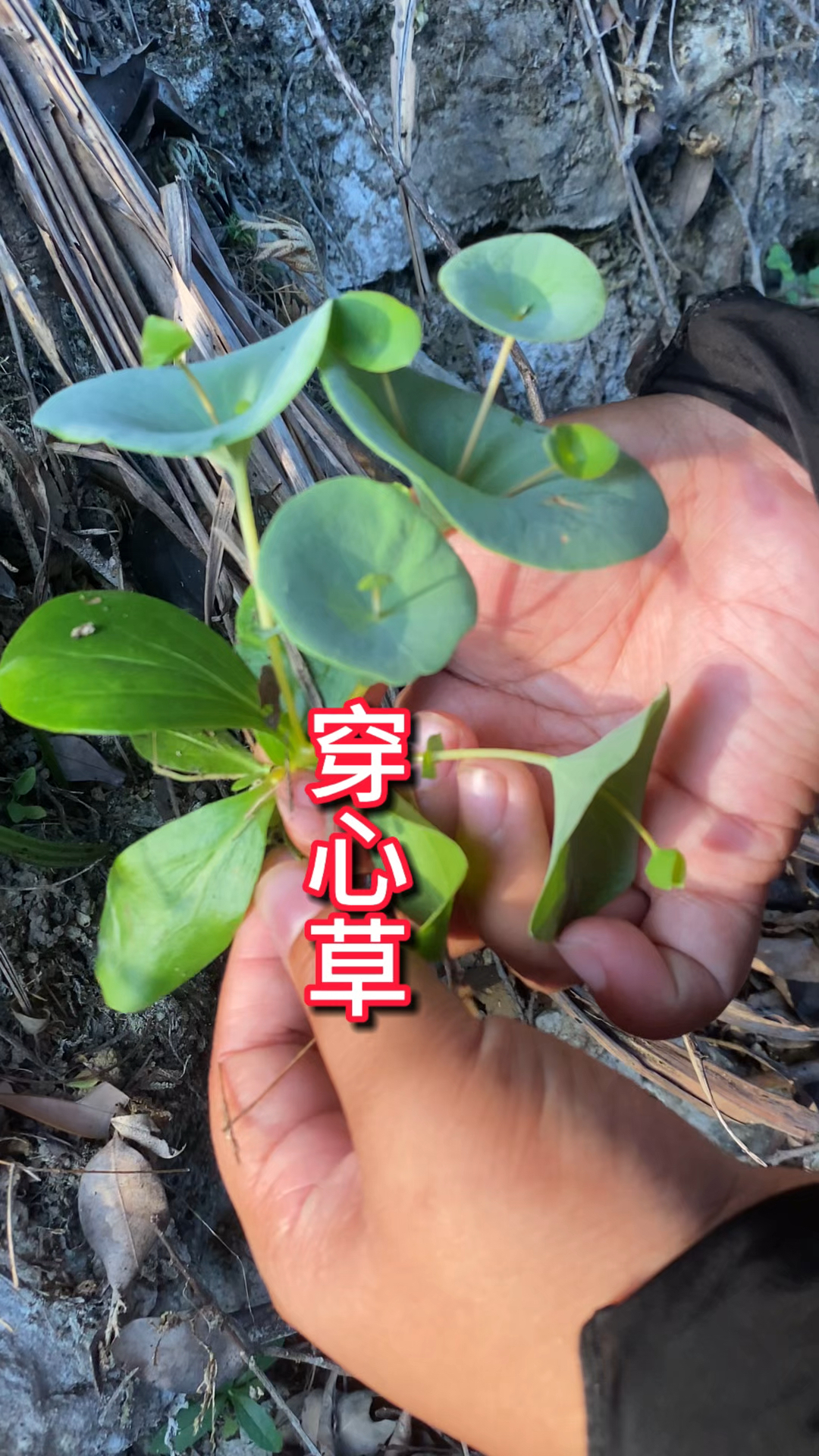 农村生活 三农 户外实拍 穿心草