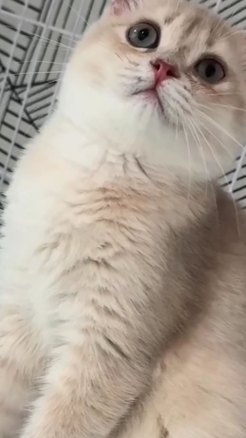 这只小花猫,长的非常漂亮,看看吧