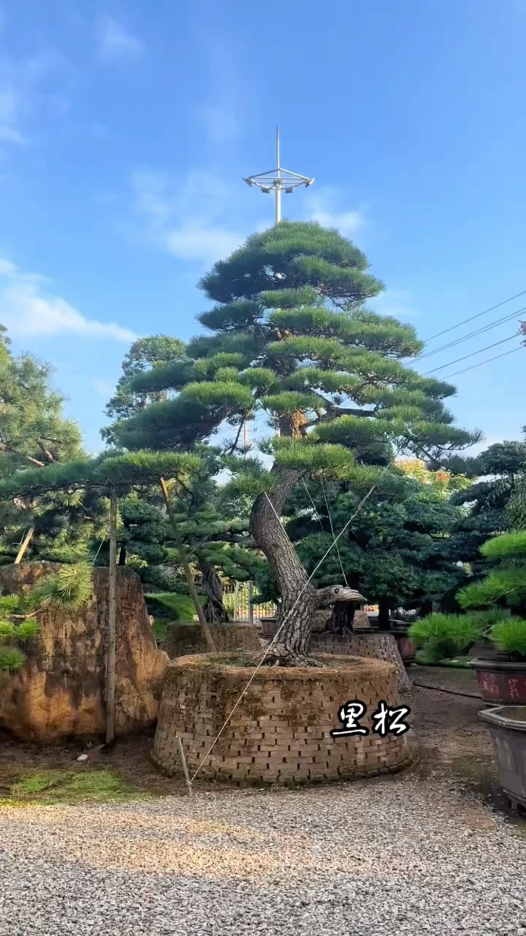 丽景造型黑松图片