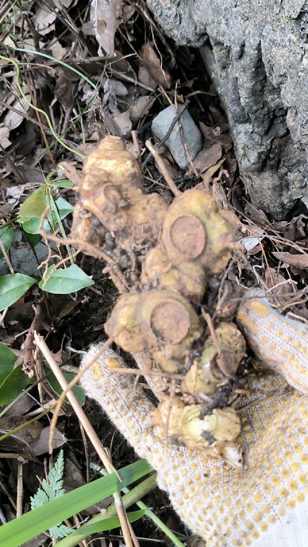 独苗黄精根块好饱满
