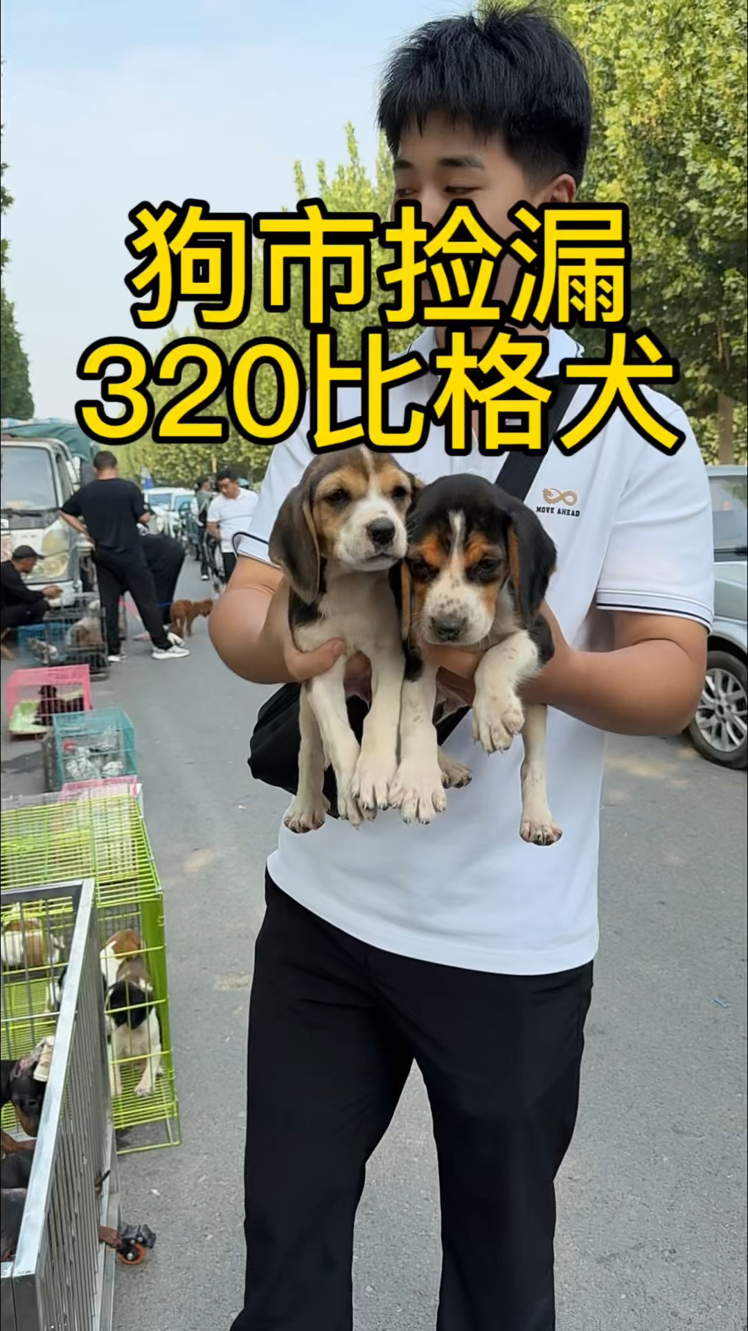 比格犬成年体型多大图片