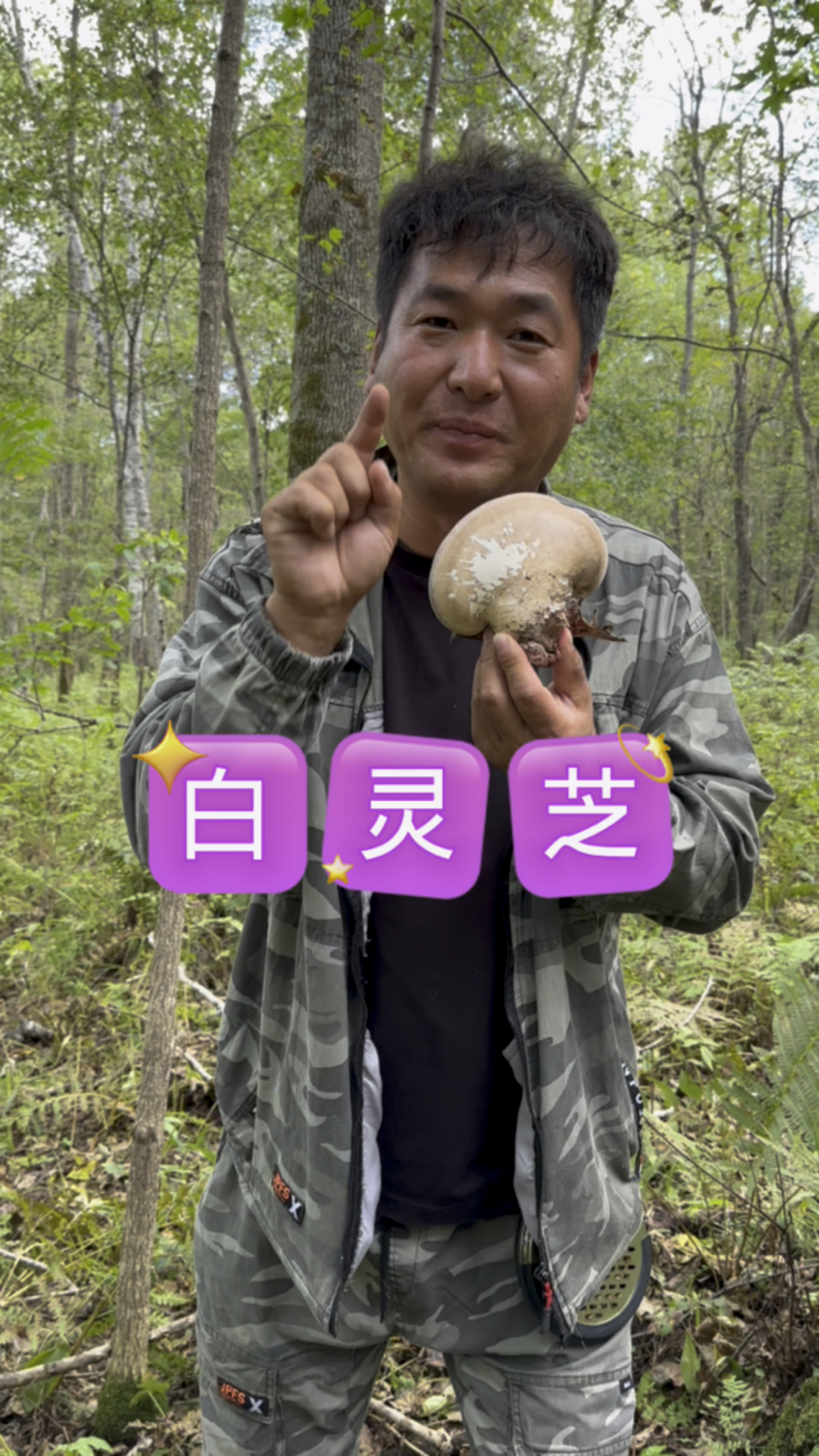 原始森林野生白灵芝