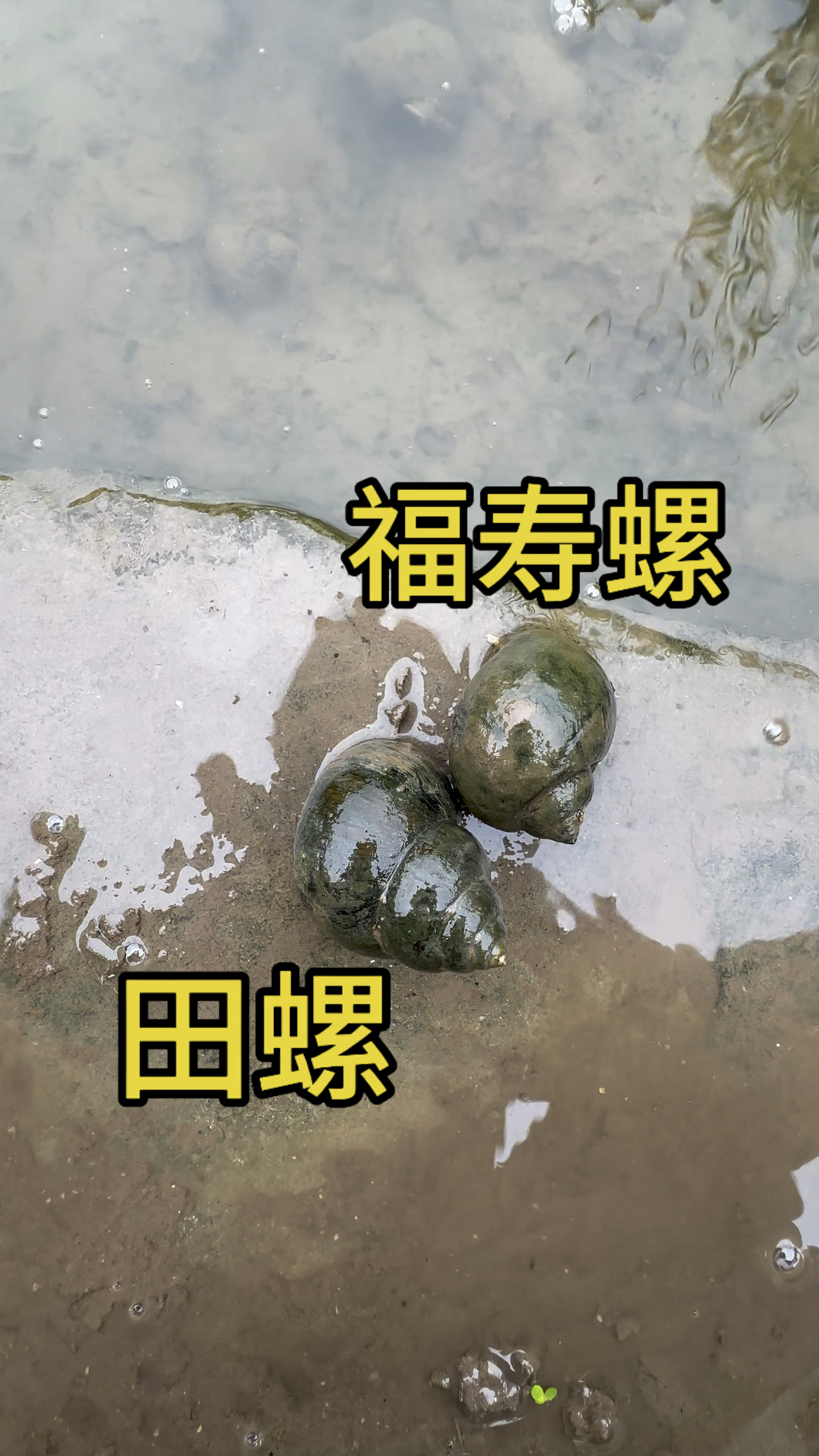 田螺和福寿螺怎么区分?来看
