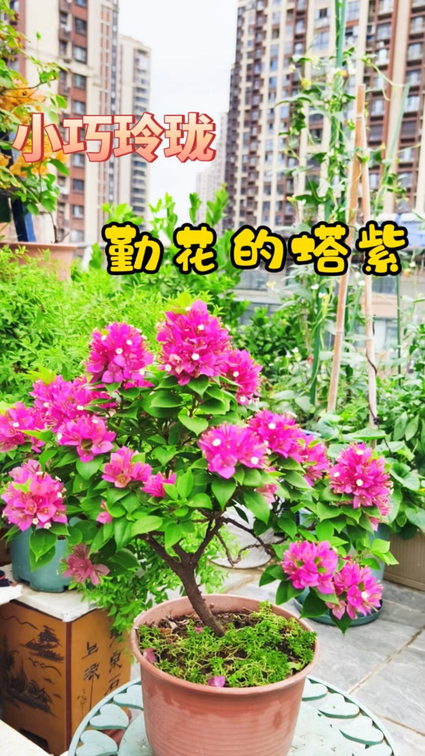 小巧玲珑,易造型,勤花的三角梅塔紫