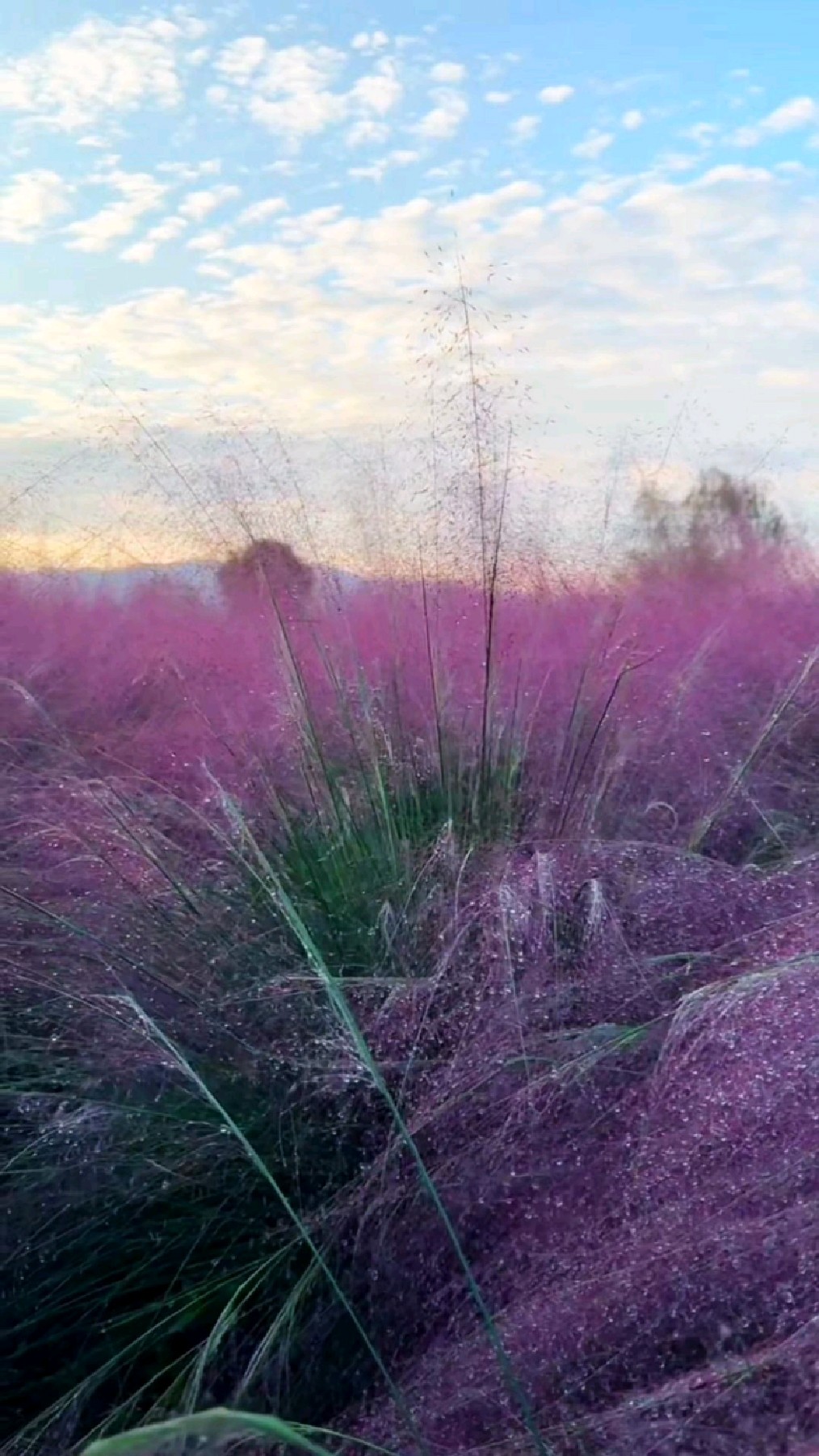 秋天有一种美,叫粉黛乱子草, 以草为名,比花更美!
