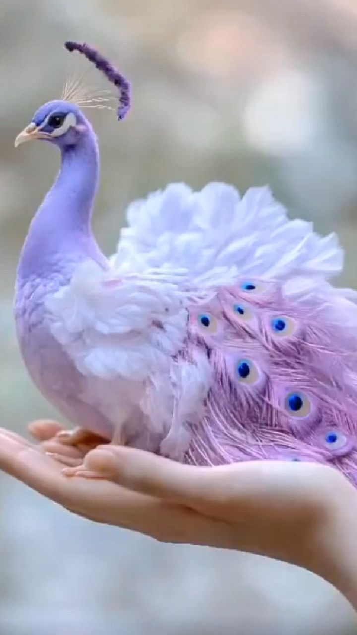 手掌心里的孔雀,你见过吗