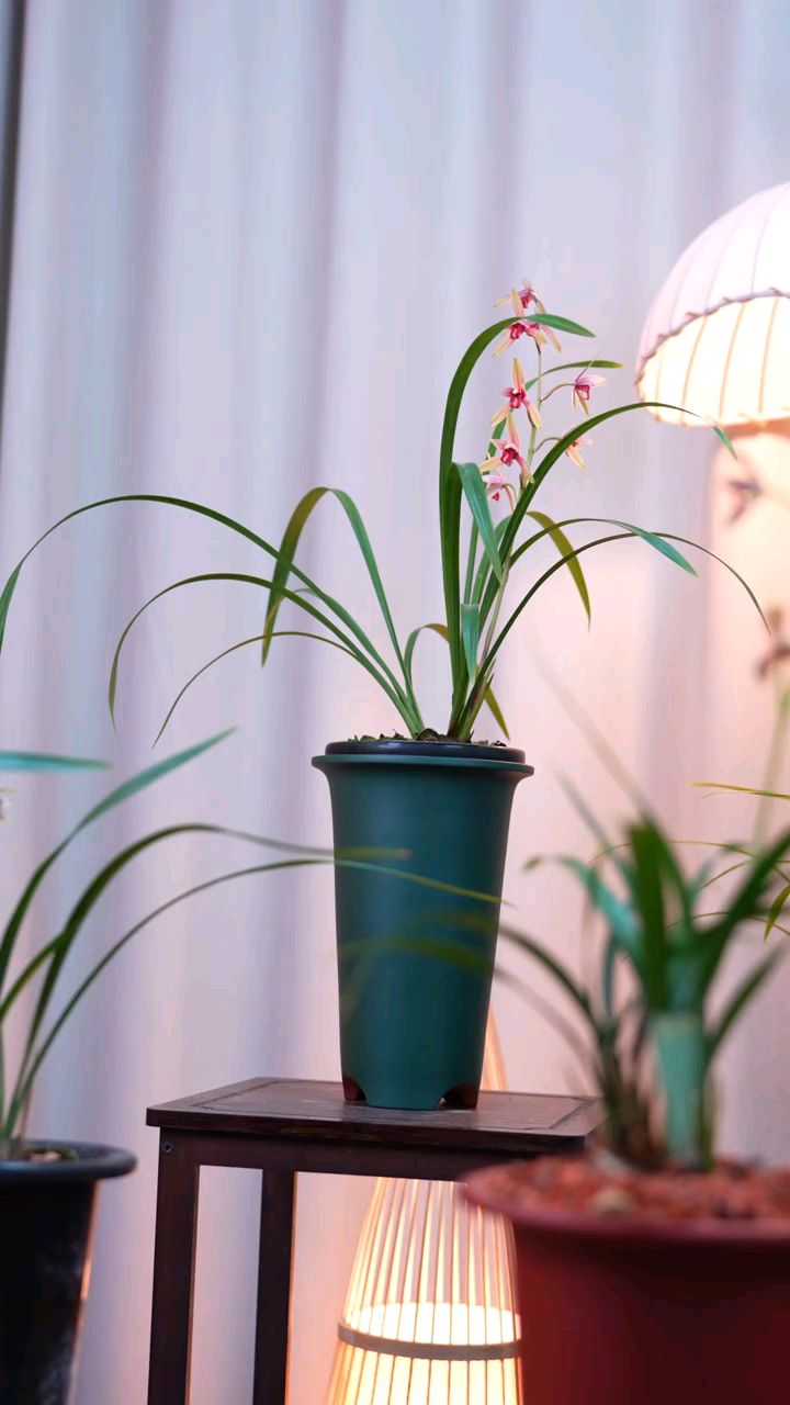 建兰经典品种仙山红