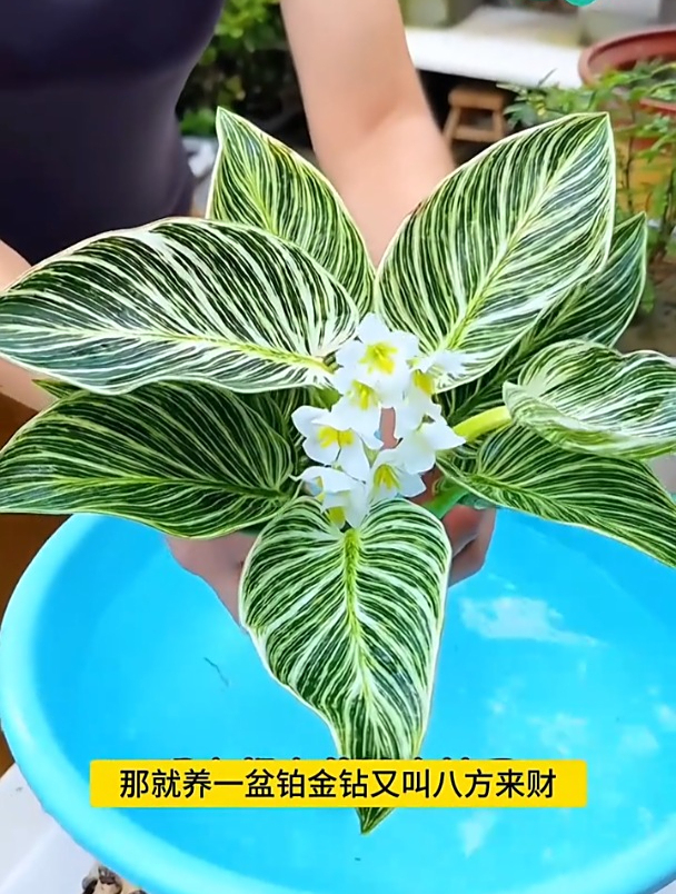 水培金钻开花了,寓意真美好,全家都被惊艳了!