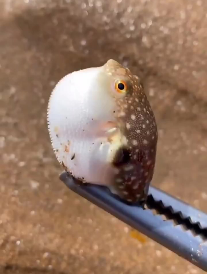 海边赶海抓海鲜,发现了一条生气的河豚宝宝