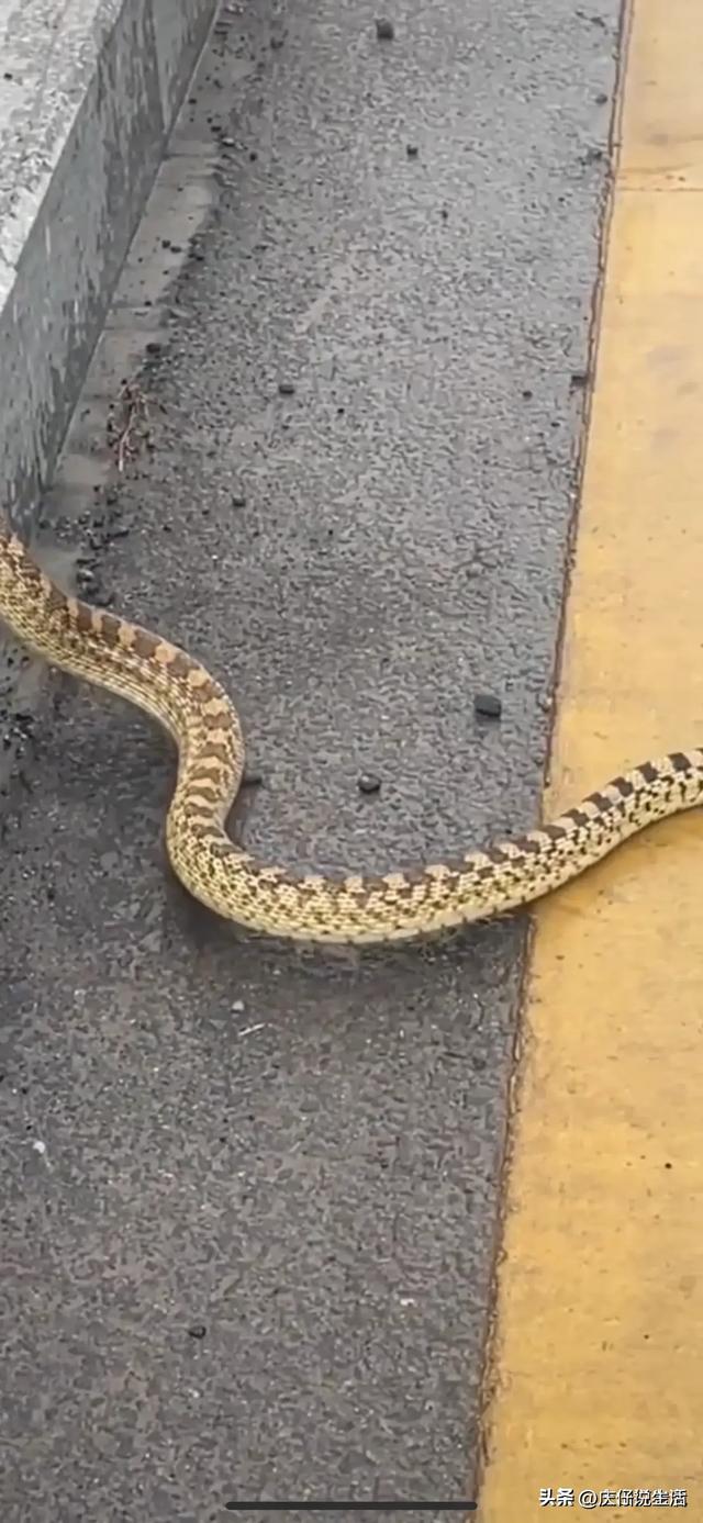 太害怕了!江苏镇江,有市民在马路边,拍到条金黄色的奇特怪蛇