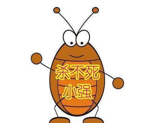 入秋后家中到处有"蟑螂"?厨房"放些它",灭蟑螂靠谱更加省心