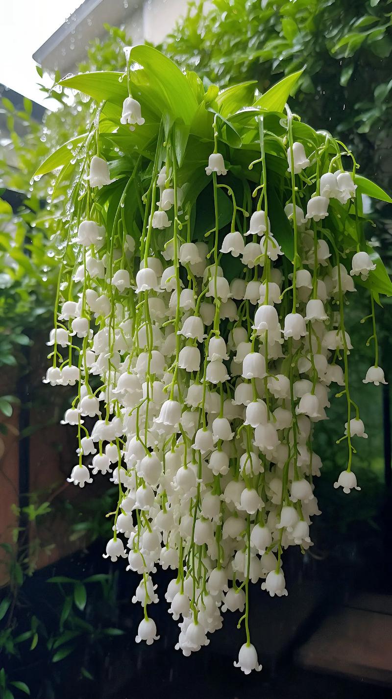 铃兰开花这么快的嘛 ?