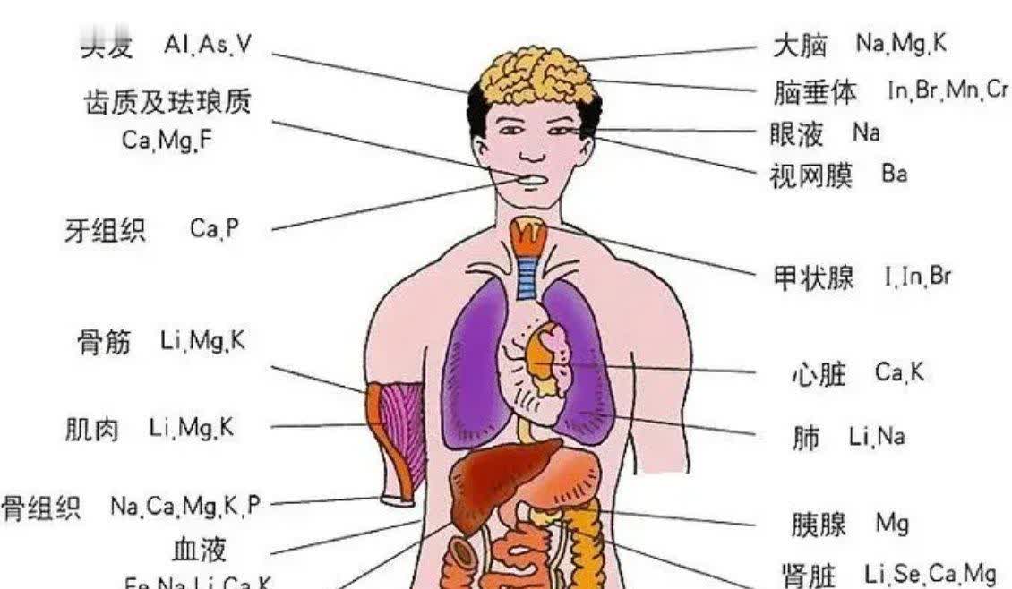 人体几乎所有器官都带一个"月"字
