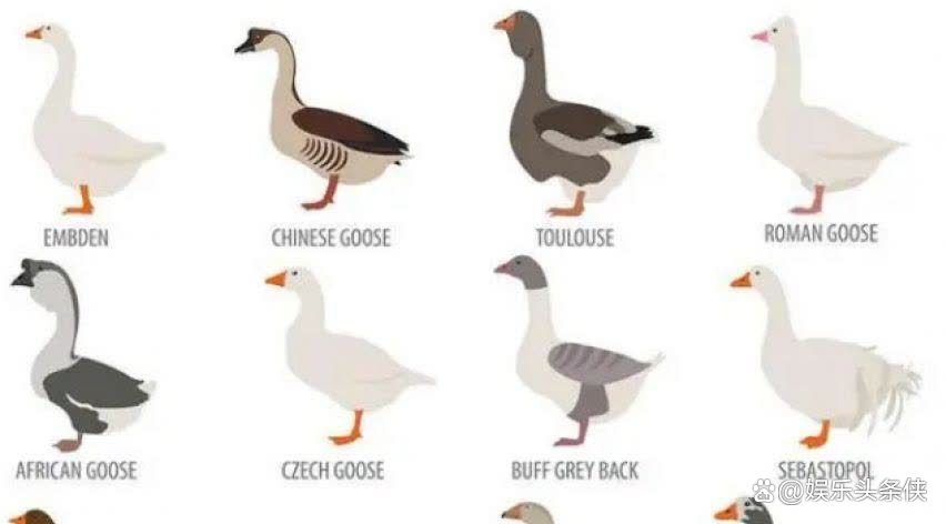 蛇为什么怕鹅 蛇为什么怕鹅