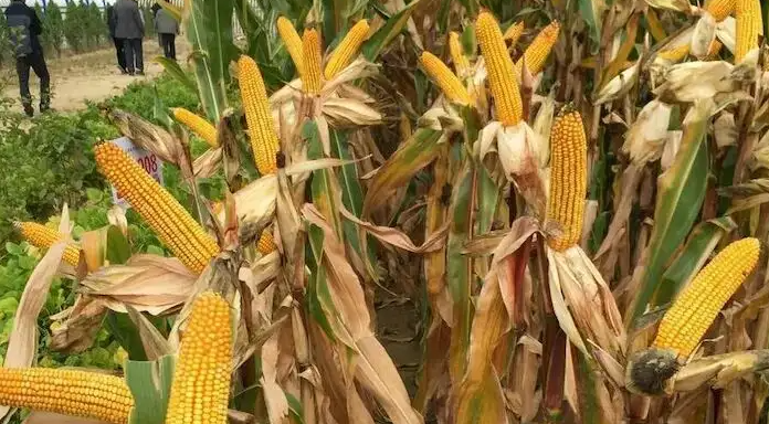 瑞普908玉米品种介绍