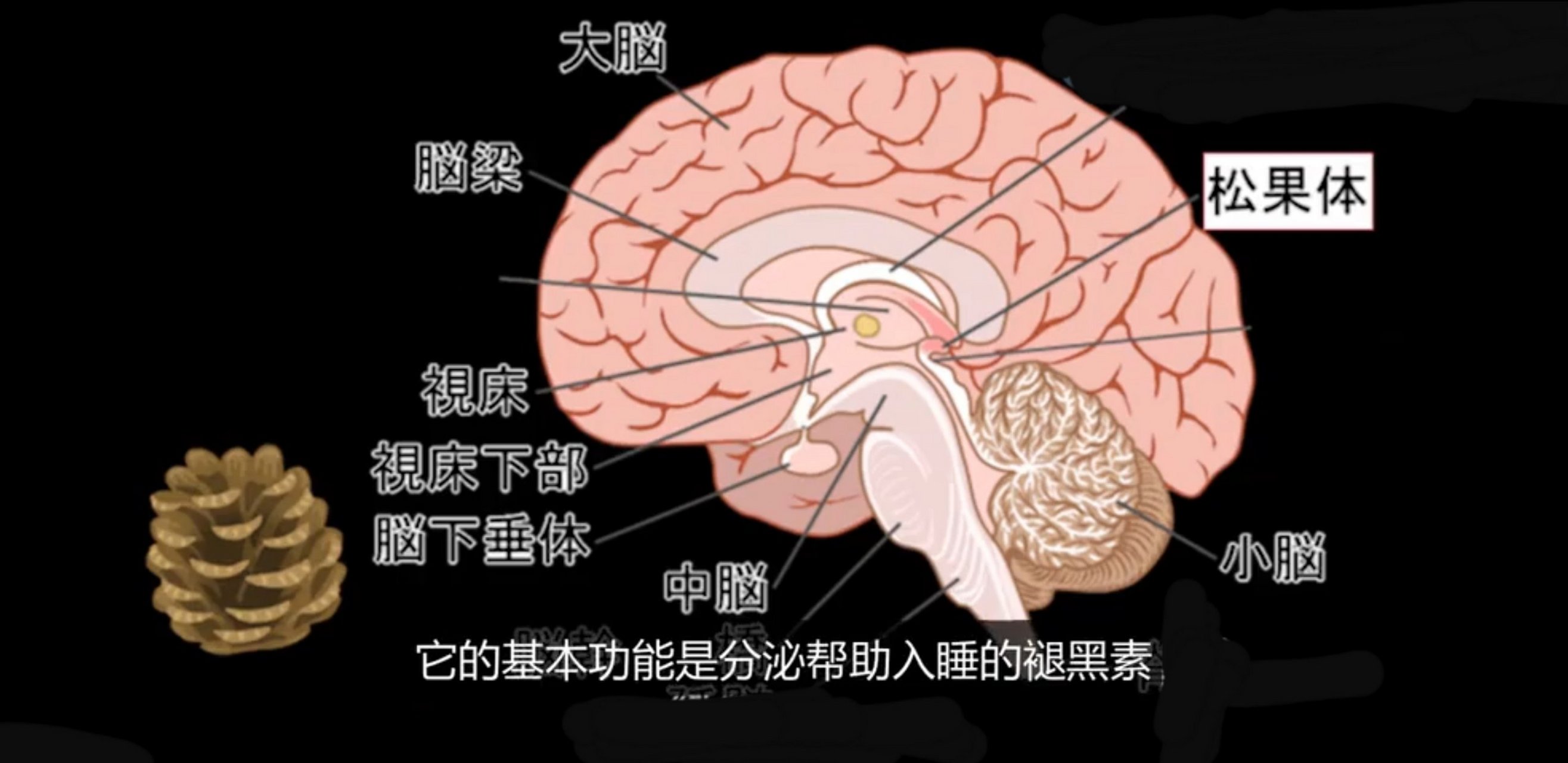松果体是连接物质世界和精神世界的大门.