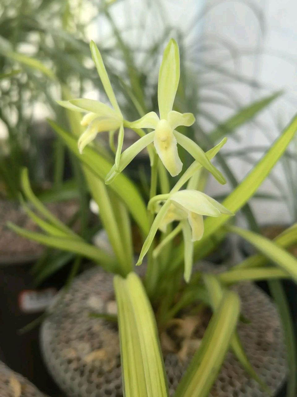 几年前网上买了一棵兰花,后来听说那家店信誉不好,关门了.