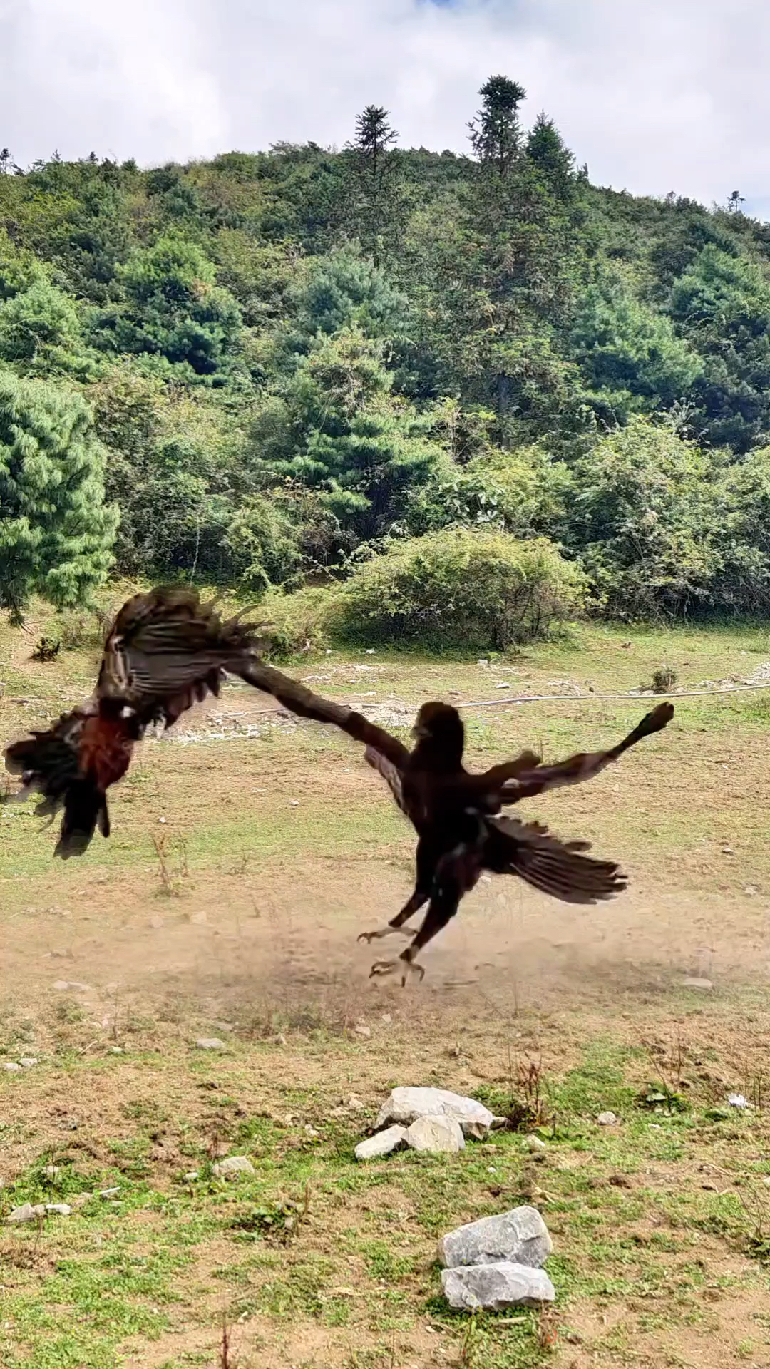 小鸡大战老鹰 动物战力大比拼