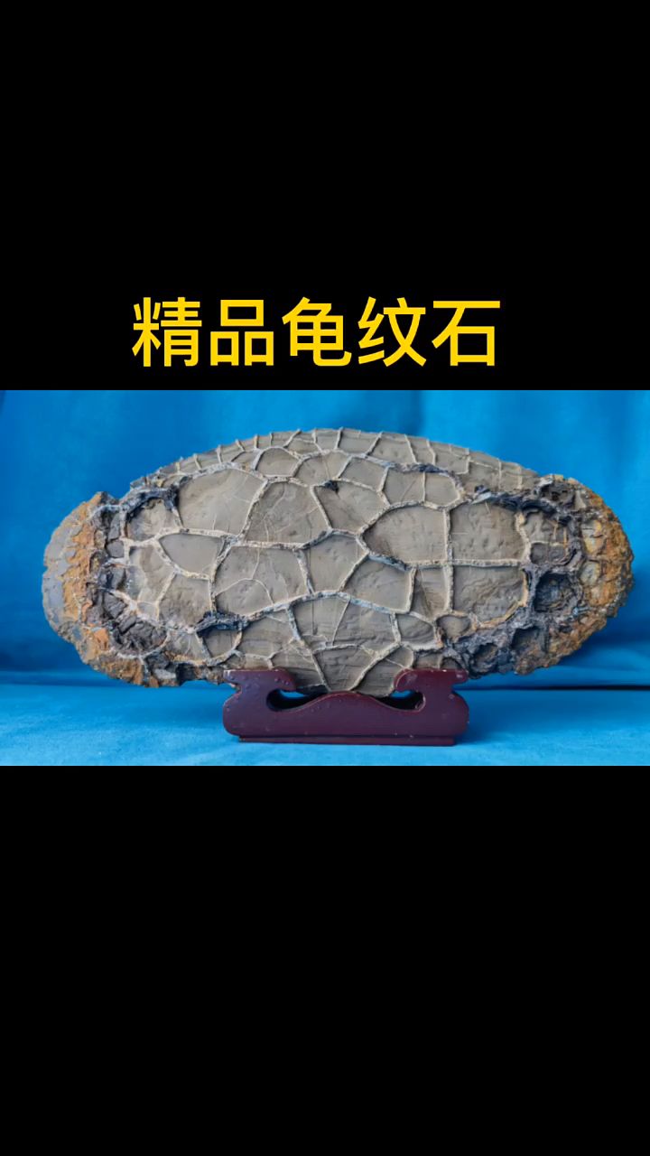 精品龟纹石原石欣赏