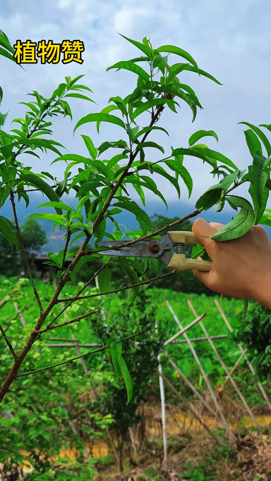 农村的桃叶,你了解吗