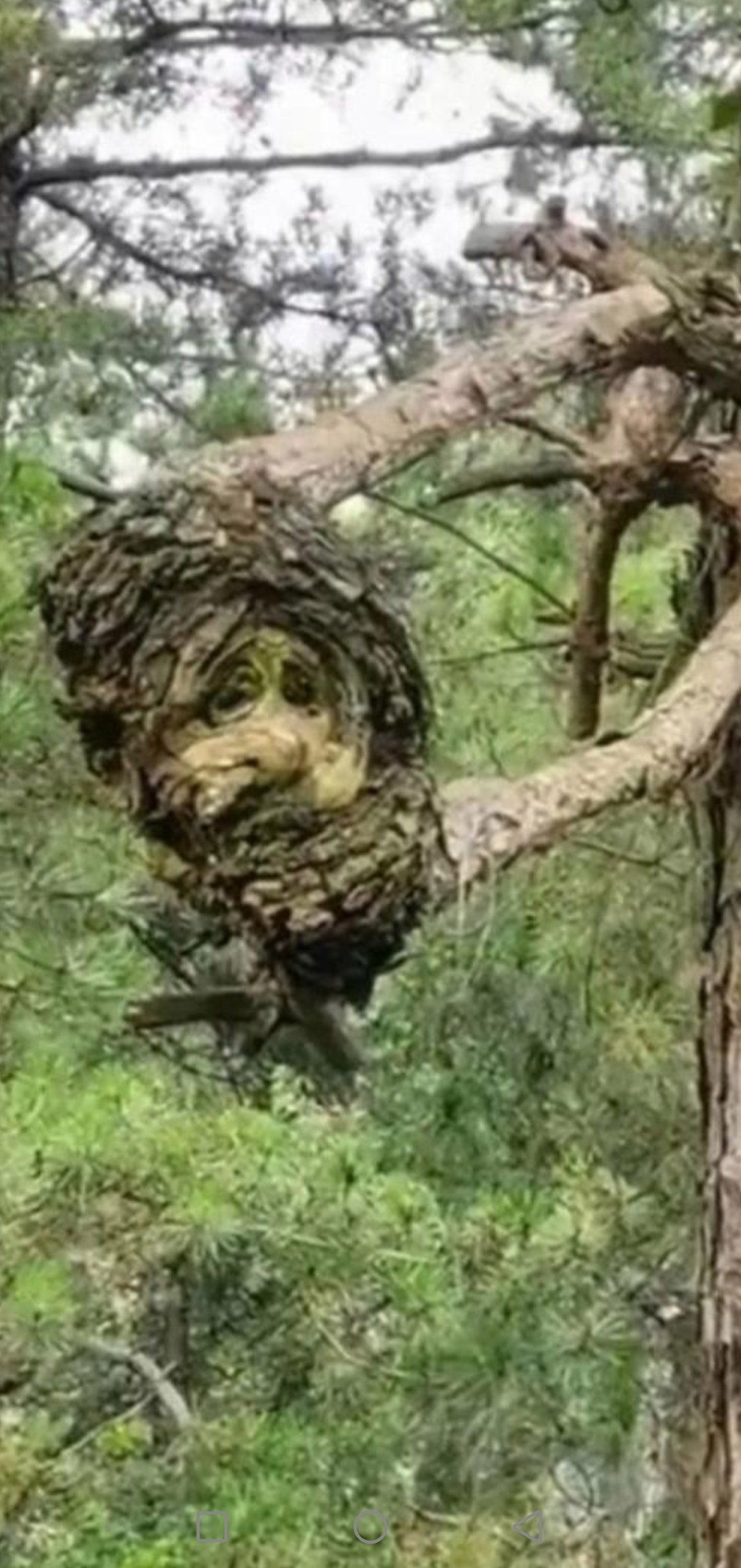 我想这棵树它是成精了所以它才自己长成这一张有点吓人的人脸,好让