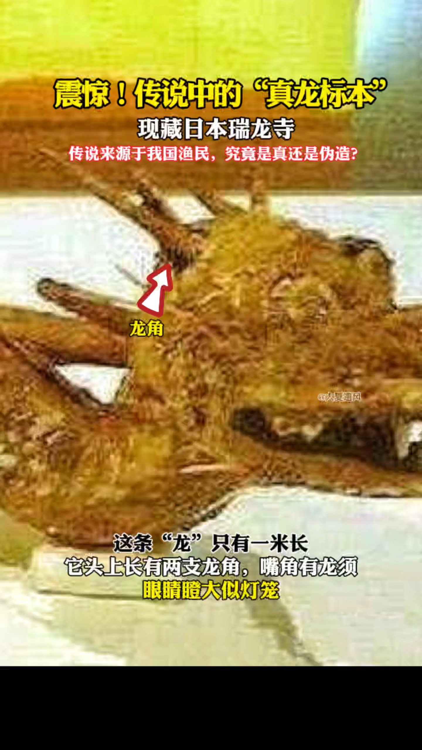 震惊!传说中的"真龙标本",现藏日本的瑞龙寺!