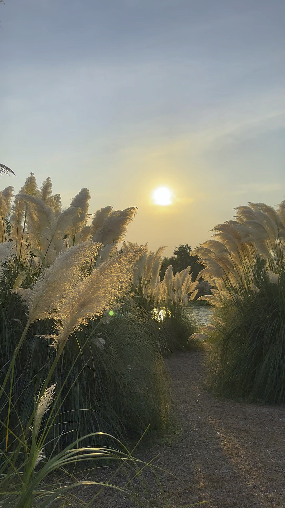 有一种美,叫秋日芦苇,一念秋风起,一念相思长