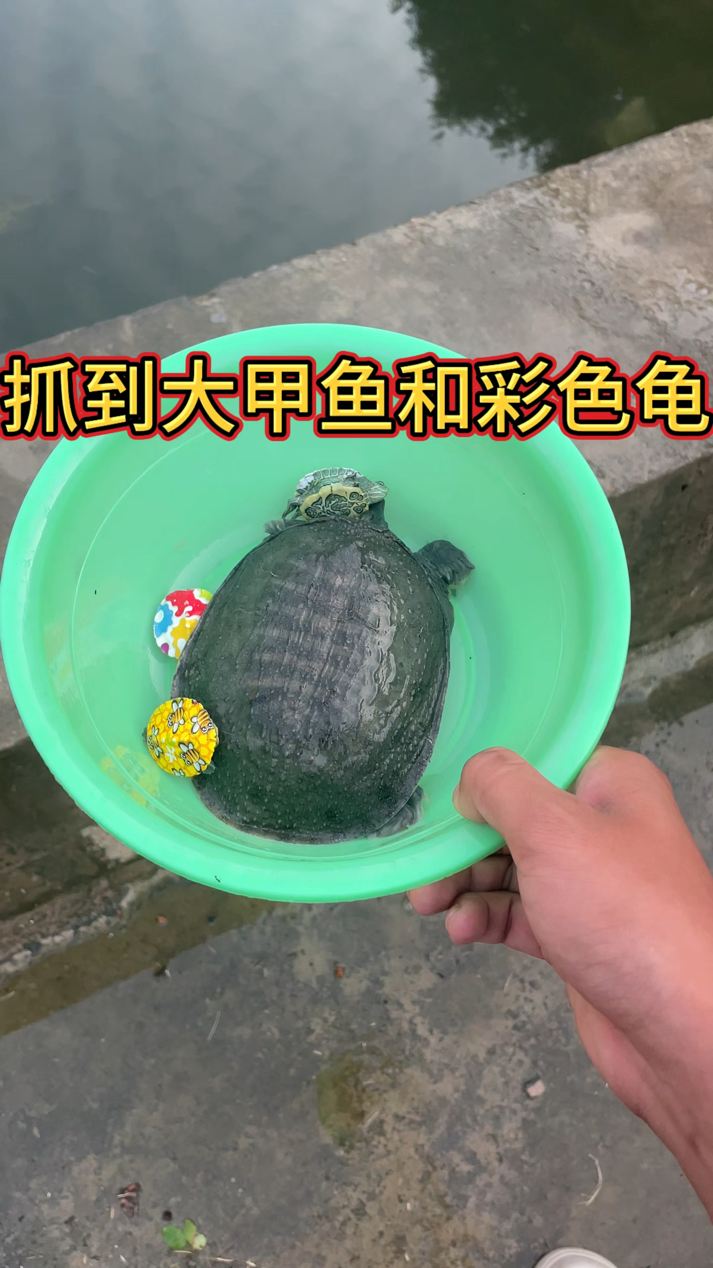 抓到大甲鱼和彩色龟