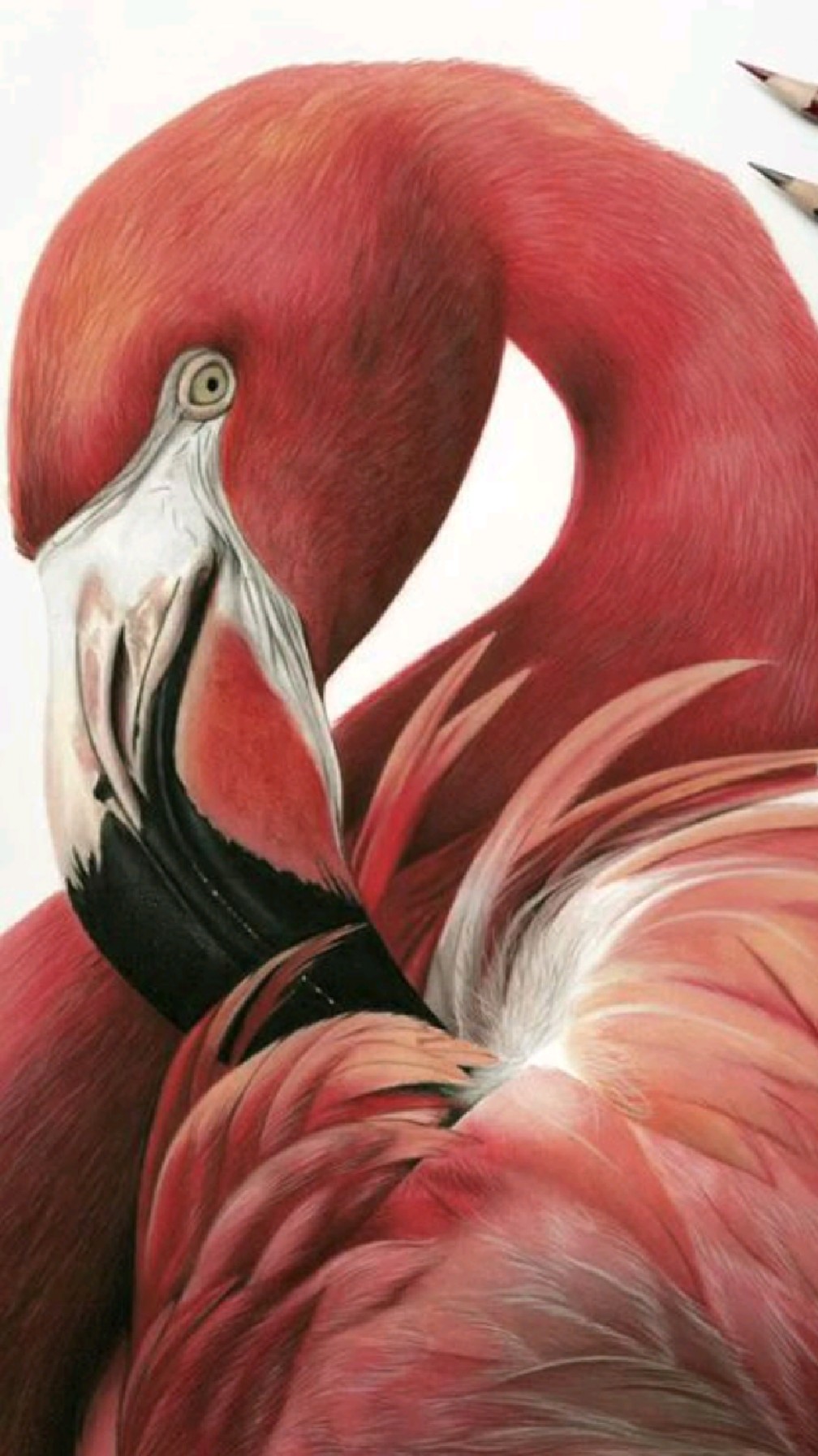 火烈鸟彩铅绘画作品