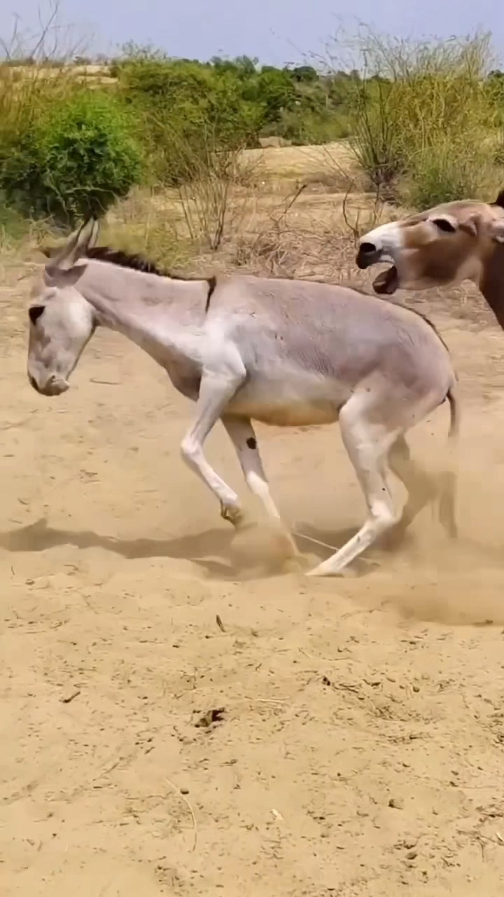 这两头驴疯啦彻底疯啦